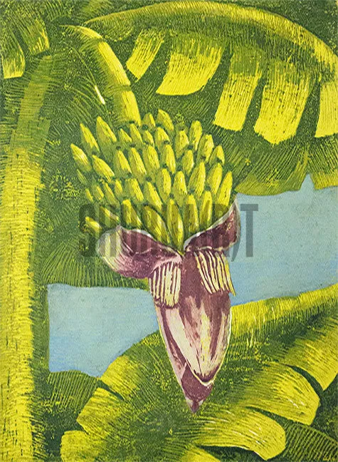 A Banana Tree