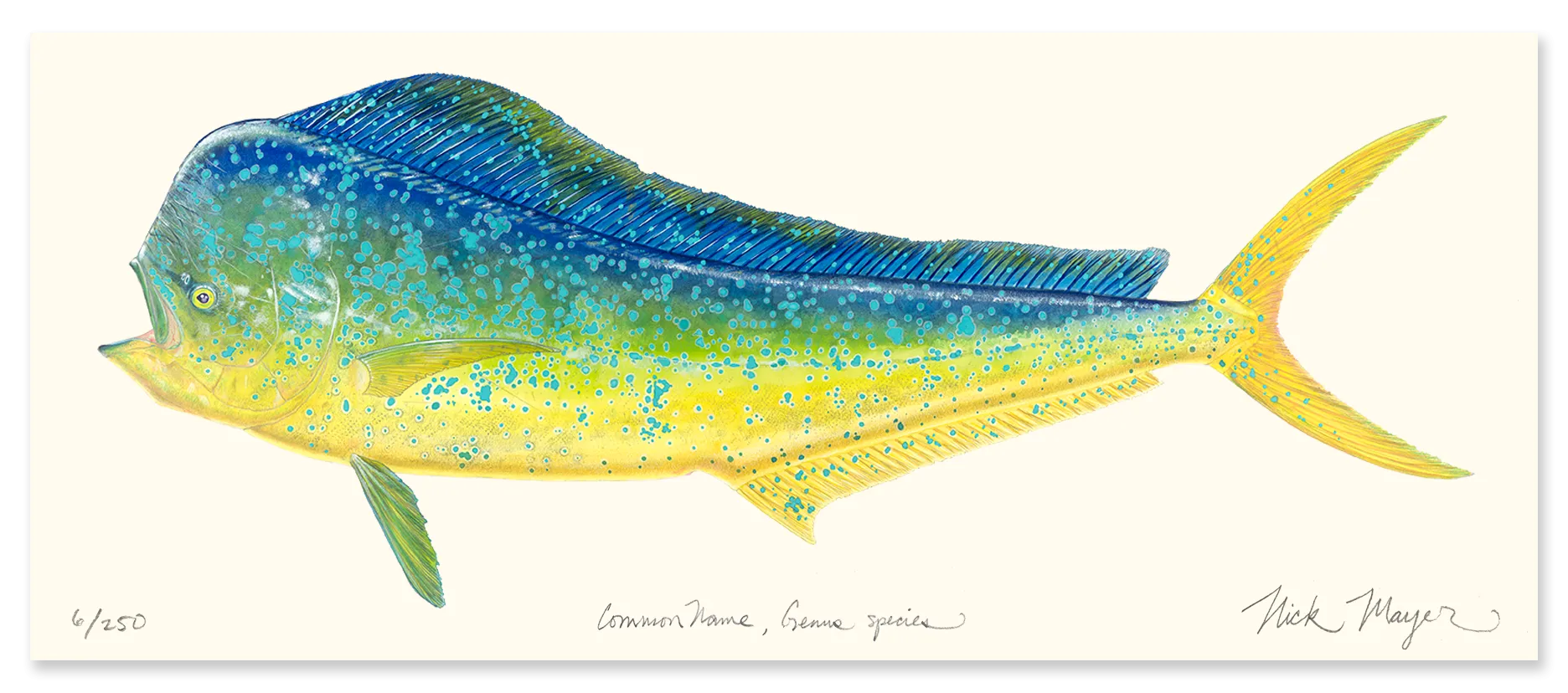 Bull Dorado/ Mahi Masterwork Canvas