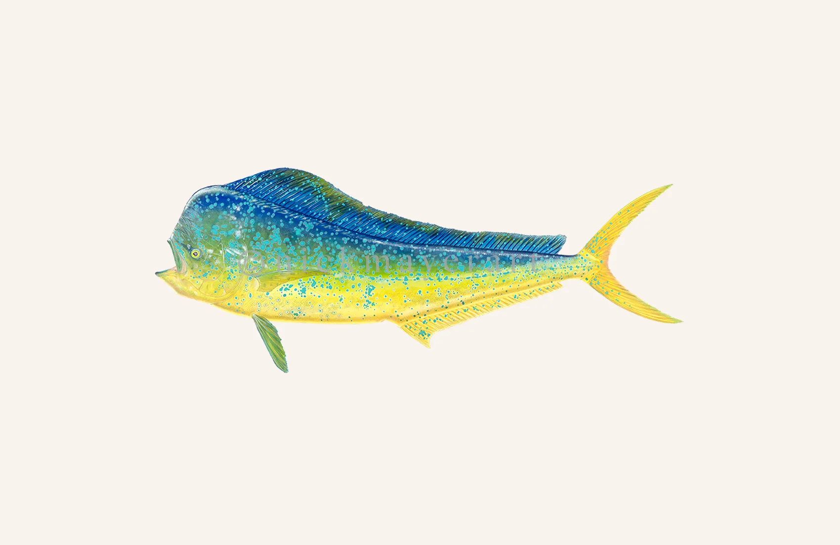 Bull Dorado/ Mahi Masterwork Canvas