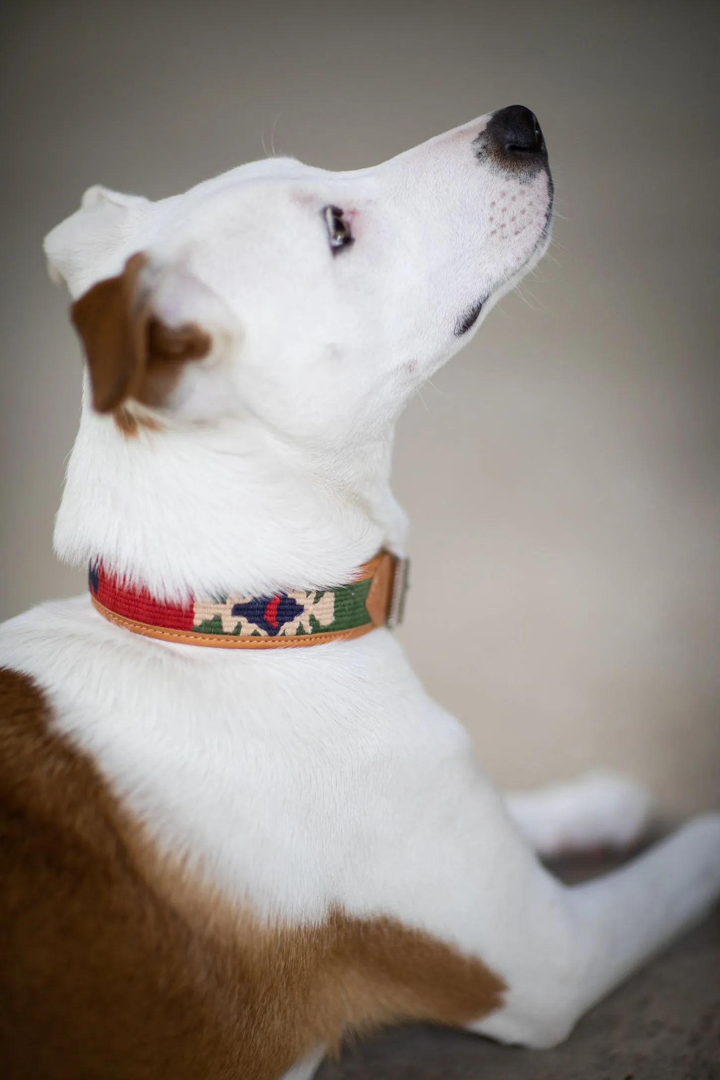 Tierra Handmade Leather Dog Collar