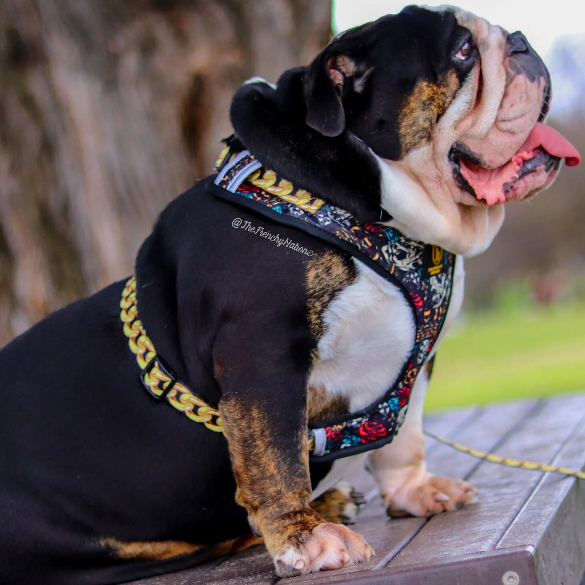 ✨NEW✨ “King of farts “ Bulldog Adjustable Harness ✨Bulldog Collection ✨