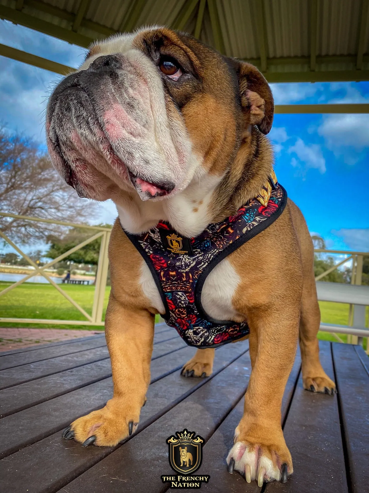 ✨NEW✨ “King of farts “ Bulldog Adjustable Harness ✨Bulldog Collection ✨